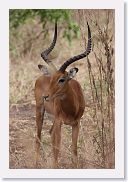 03LakeManyara - 23 * Impala.